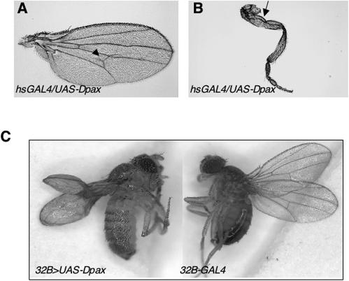 FIG. 2.