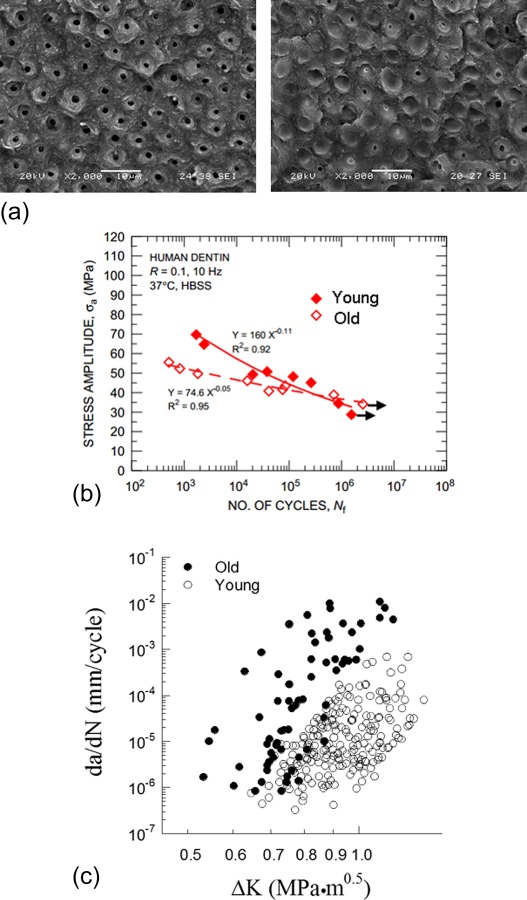 Fig. 15