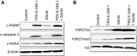 Figure 4. Combination of TRX-E-009–1 and SAHA induces apoptosis and restores H3K27 trimethylation and acetylation in DIPG cells. Protein expression in HSJD-DIPG007 cells when treated with TRX-E-009–1 (1 μmol/L) and SAHA (5 μmol/L) of (A) c-PARP, c-caspase 3, γ-H2AX and (B) H3K27 trimethylation and acetylation. Representative blot from two independent experiments.