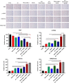 Figure 6. Triple combination of TRX-E-009–1, SAHA, and irradiation inhibits tumour cell proliferation, induces DNA damage response and restores H3K27 trimethylation and acetylation in orthotopic tumors. Ki67, γ-H2AX. H3K27ac and H3K27me3 staining of DIPG tumors after 4 weeks of treatment in HSJD-DIPG007 model. Three images were taken from brain samples collected from two mice in each cohort. Statistical analysis was calculated using one-way ANOVA between cohorts and for treated and untreated samples (**, P < 0.01; ***, P < 0.001; ****, P < 0.0001). Specific P values are listed in Supplementary Table S1.