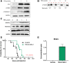 Figure 2. Mechanism of action of TRX-E-009-1 on DIPG cells. A, Treatment of HSJD-DIPG007 cells with 1 and 5 μmol/L TRX-E-009-1 leads to increased protein expression of p21, c-PARP, and c-Caspase 3. Western blot analysis is representative of two independent experiments. B, HSJD-DIPG007 cells were treated with TRX-E-009-1 at 1, 5, and 10 μmol/L to observe the effect on polymerized and depolymerized α-tubulin levels. Western blot analysis is representative of three independent experiments. C, TRX-E-009-1 restores H3K27 trimethylation and increases H3K27 acetylation in treated HSJD-DIPG007 cells. Western blot analysis is representative of two independent experiments. D, TRX-E-009–1 significantly extends survival in the orthotopic mouse model of HSJD-DIPG007. Treatment commenced 4 weeks after intracranial injection of HSJD-DIPG007 cells 50 mg/kg TRX-E-009–1 intravenously three times a week (M, W, F) for 4 weeks. Statistical analysis has been performed using the log-rank (Mantel–Cox) test. E, TRX-E-009–1 drug concentration in the brainstem region of treated mice 2 hours posttreatment. Data are presented as mean values ± SEM from brain samples collected from n = 2 in each cohort.