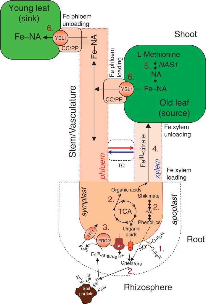 Fig. 6.