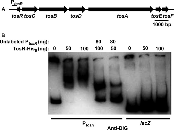 FIG 5