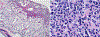 Extended Data Figure 4.