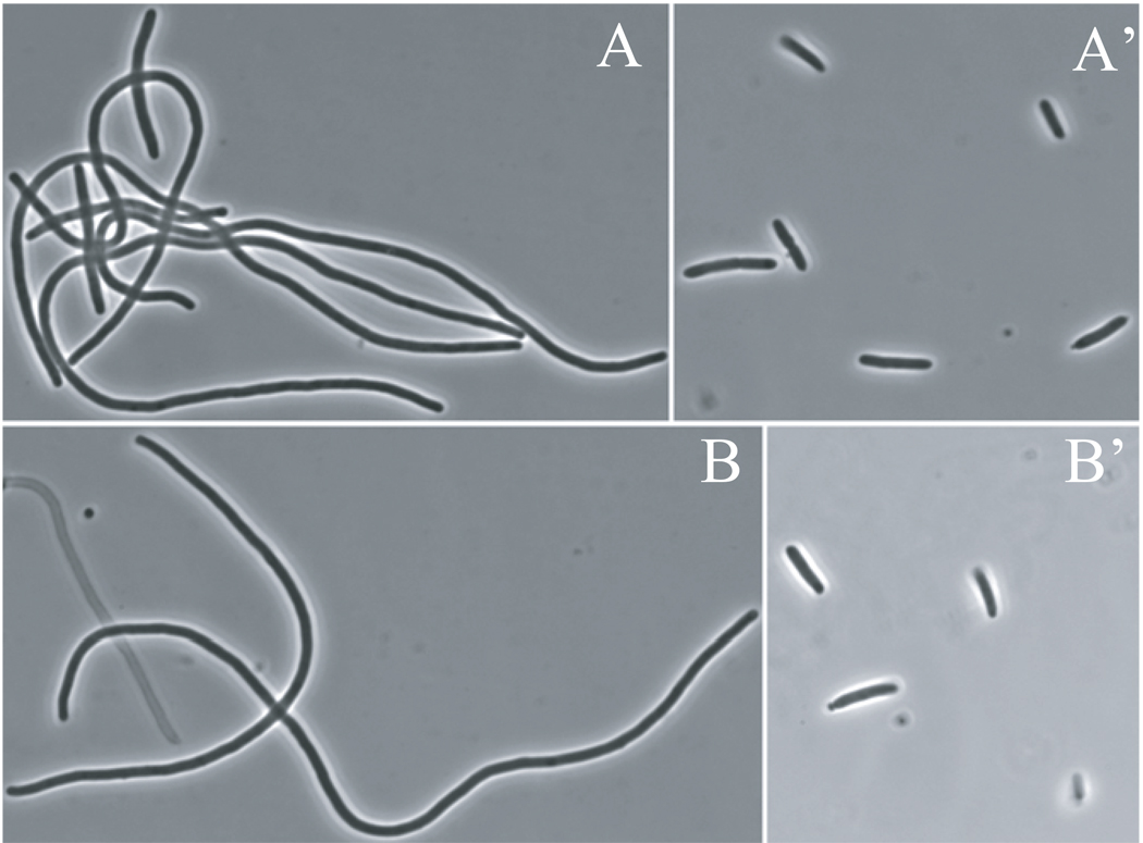 Fig. 5