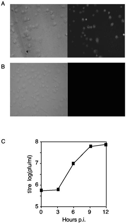 FIG. 2.