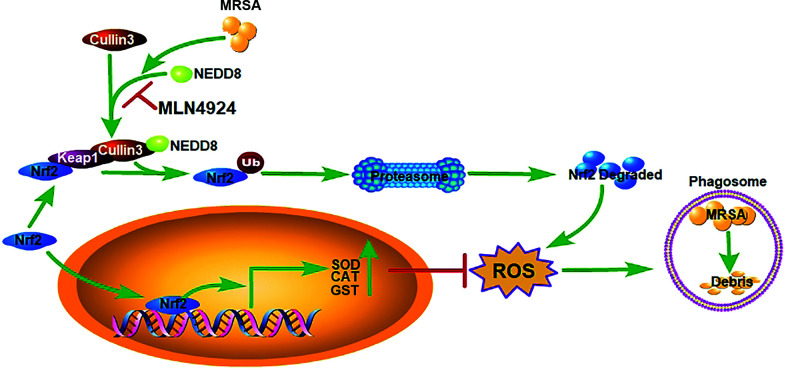 FIGURE 7.