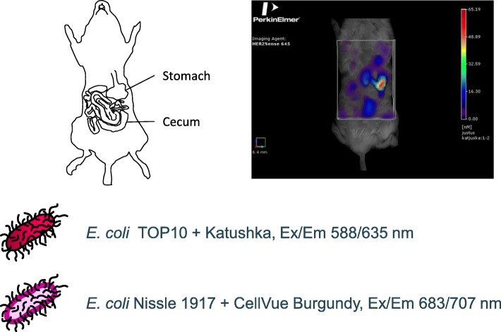 Fig. 1