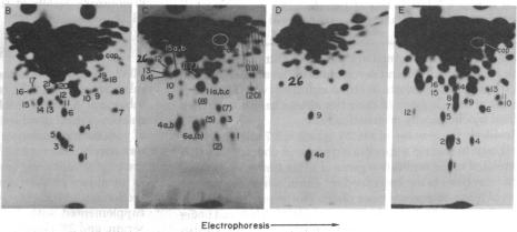 graphic file with name pnas00004-0116-a.jpg