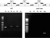 FIG 1