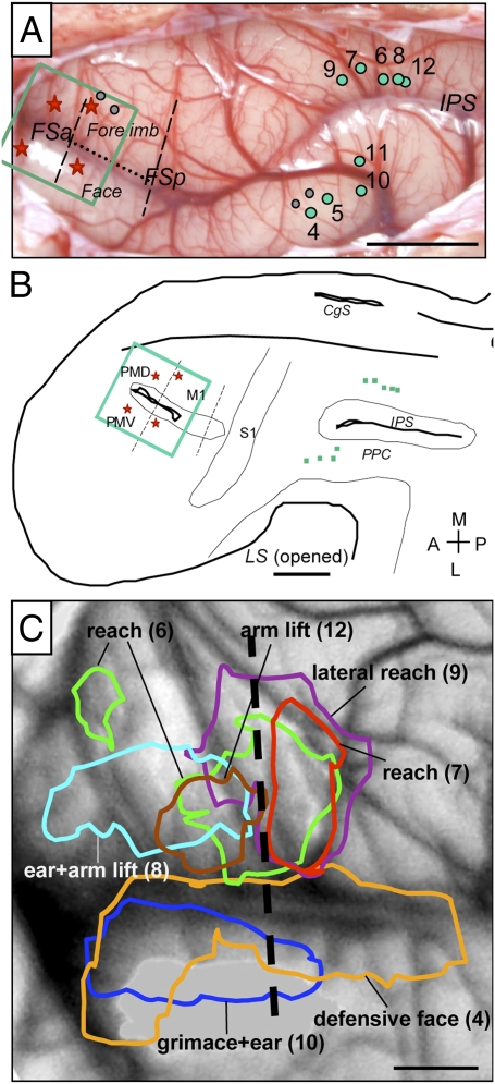 Fig. 5.