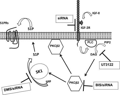 Fig. 12.