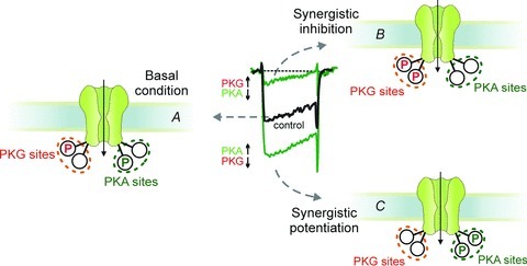 Figure 12