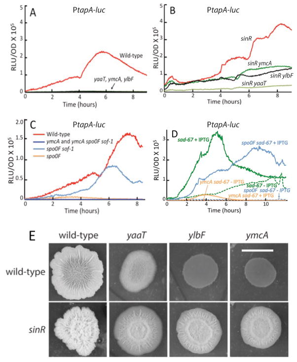 Fig. 6