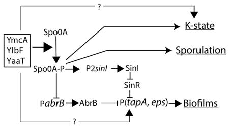 graphic file with name nihms799163u1.jpg