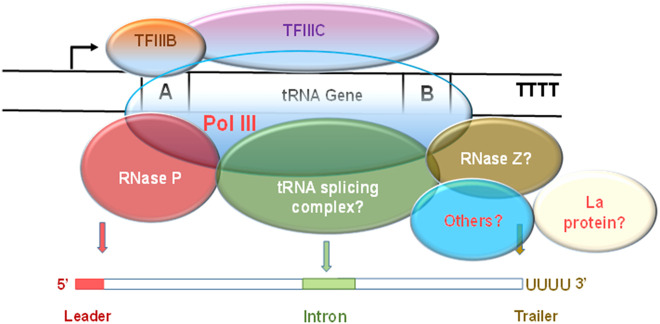 FIGURE 2.