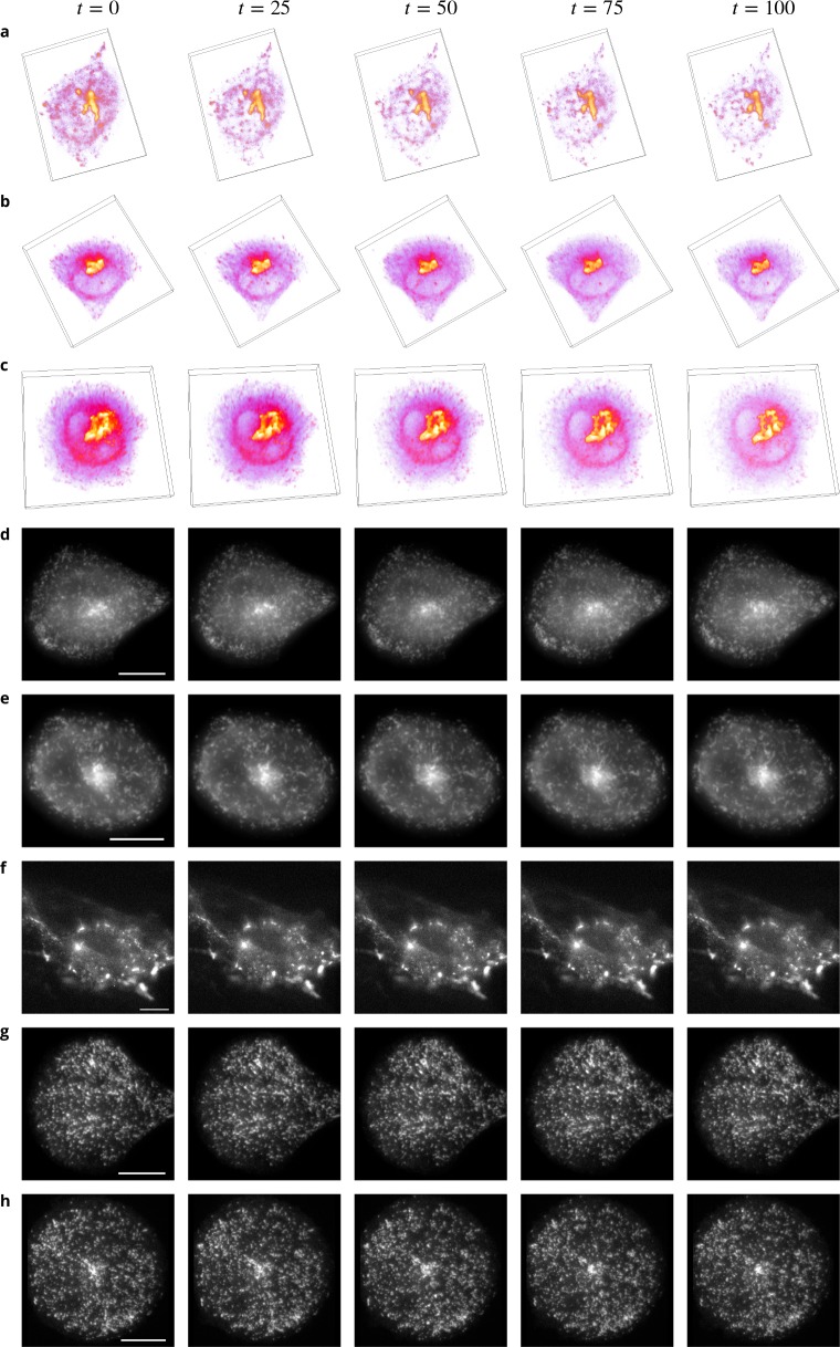 Appendix 1—figure 1.