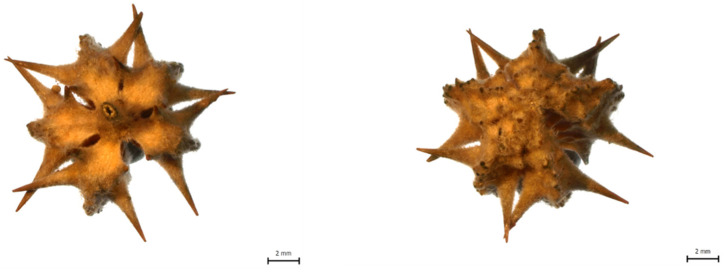 Figure 9
