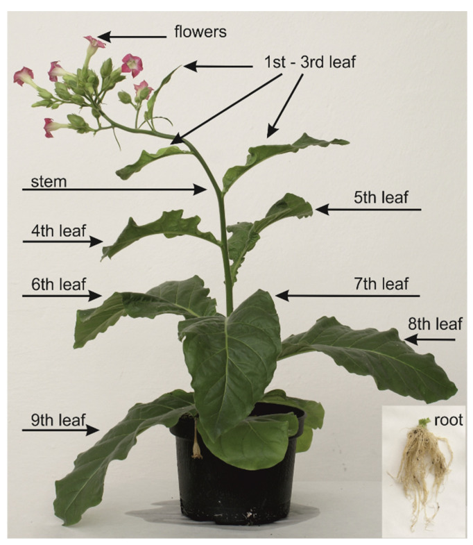 Figure 7
