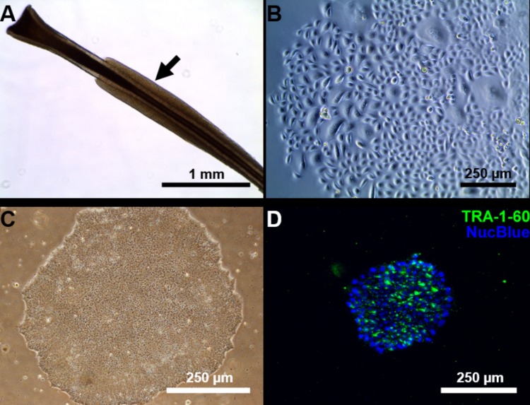 FIGURE 1