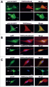 Figure 6.