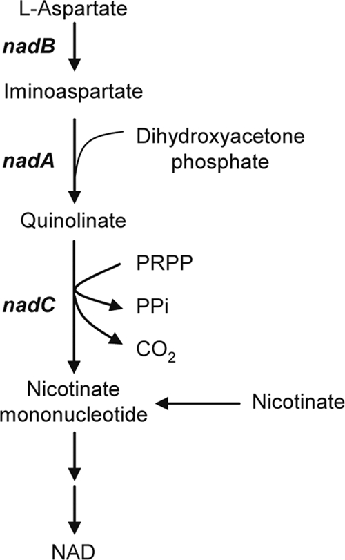 FIG. 1.