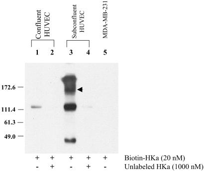 Fig 7.