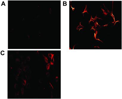 Fig 3.