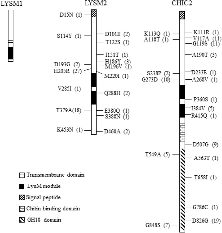 FIGURE 1