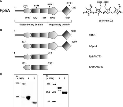 FIGURE 1.