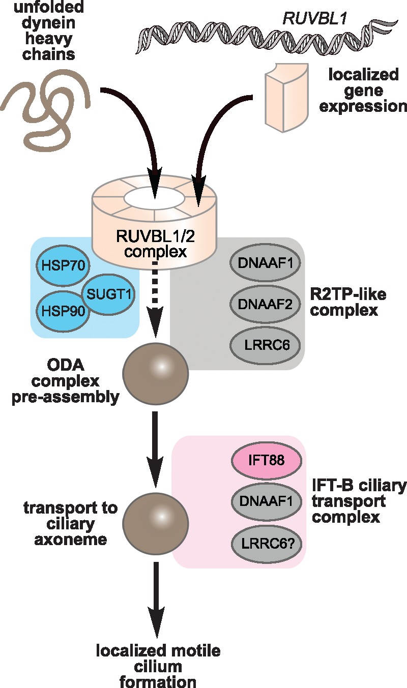 Figure 7.