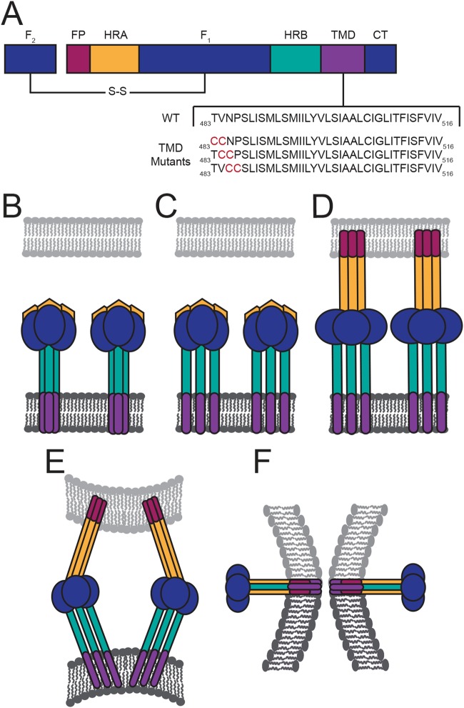 FIG 1