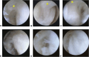Figure 19