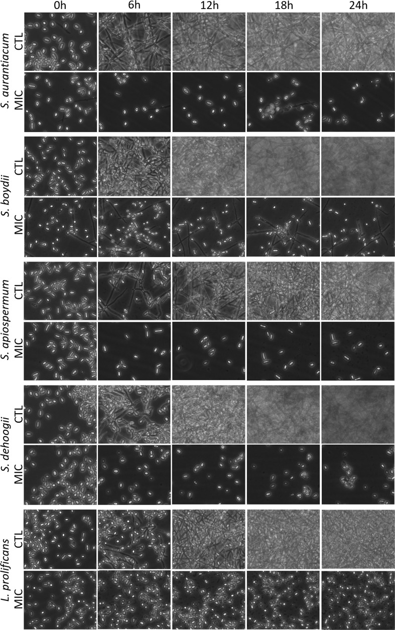 Figure 2