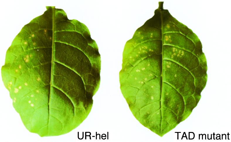 FIG. 6