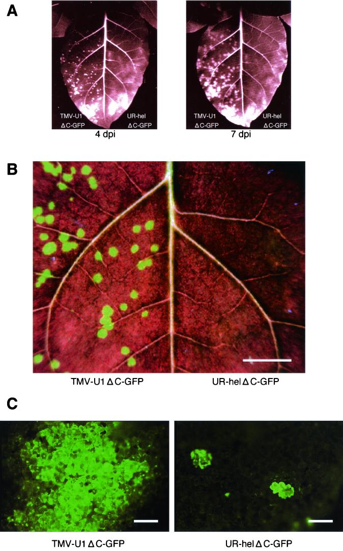 FIG. 3