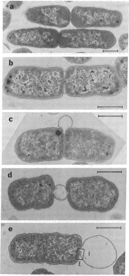 graphic file with name pnas00036-0117-a.jpg