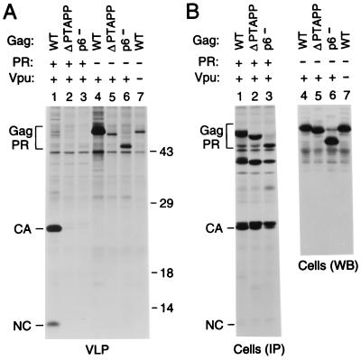 FIG. 7