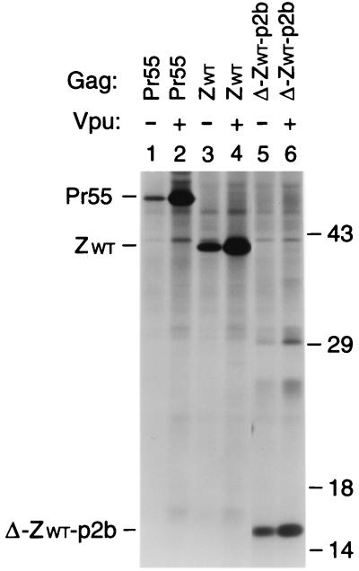 FIG. 6