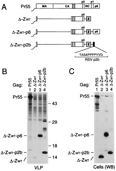 FIG. 5