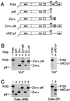 FIG. 1