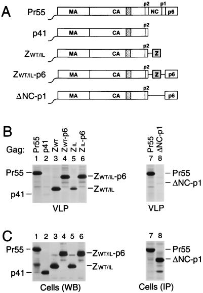 FIG. 1