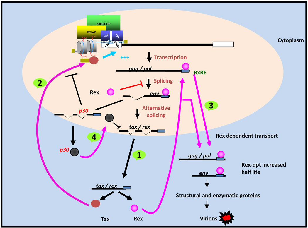 Fig 3