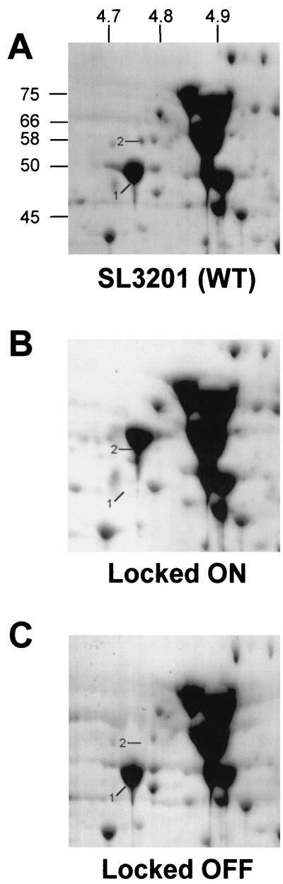 FIG. 2