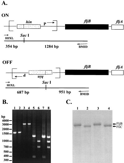 FIG. 1