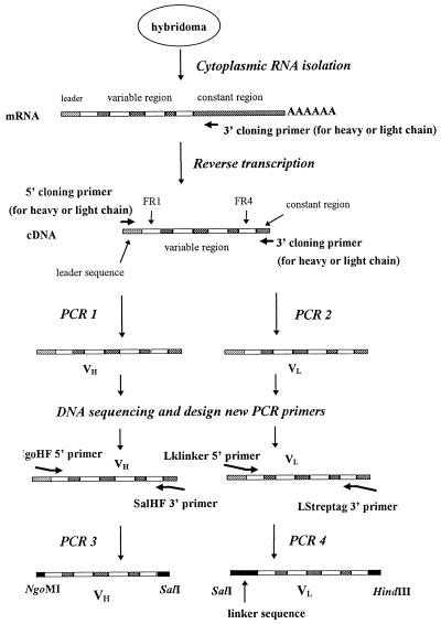 FIG. 1