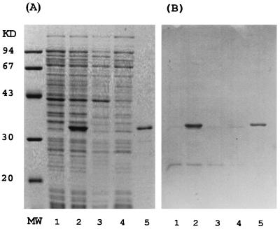 FIG. 5