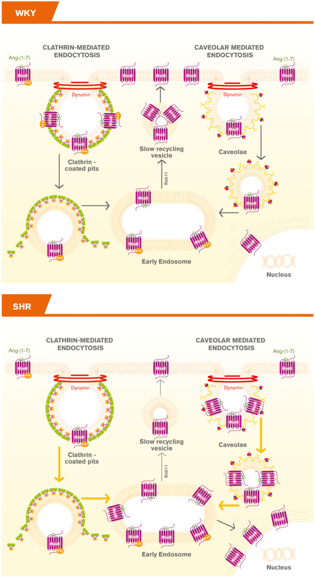 Graphical Abstract