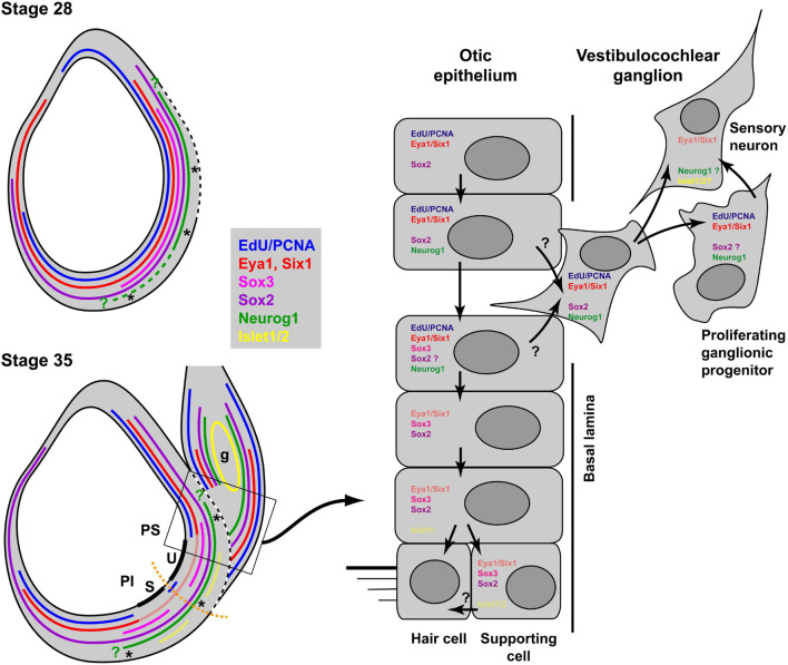 FIGURE 13
