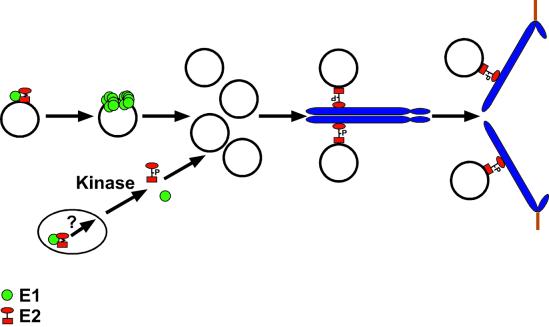 FIG. 8.